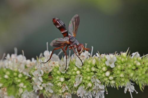 Cylindromyia rubida
